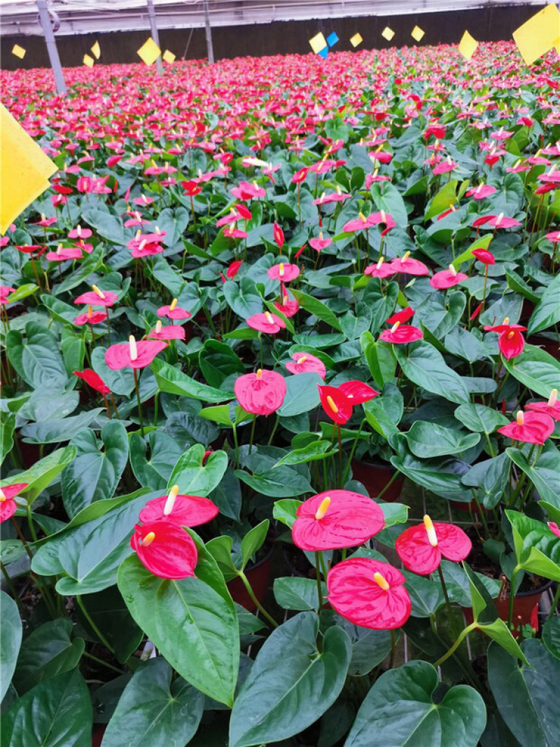 红掌白掌盆栽植物室内花卉好养水培一帆风顺大盆水养四季常青