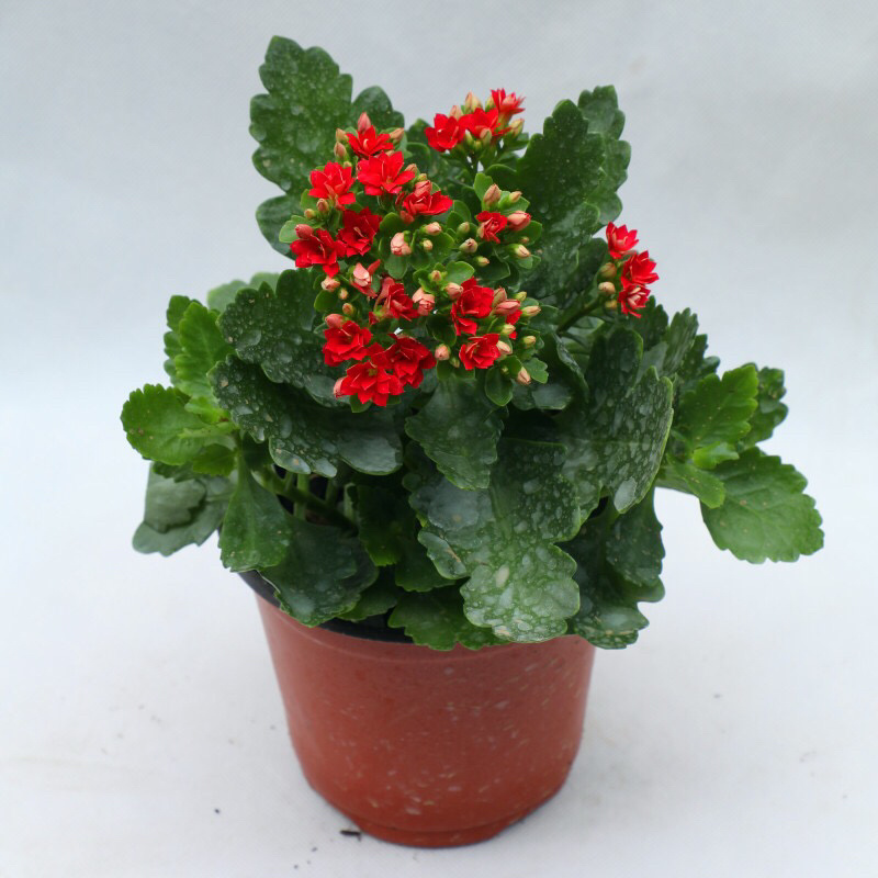 长寿花盆栽重瓣大苗带花苞阳台花卉观花植物室内好养绿植四季
