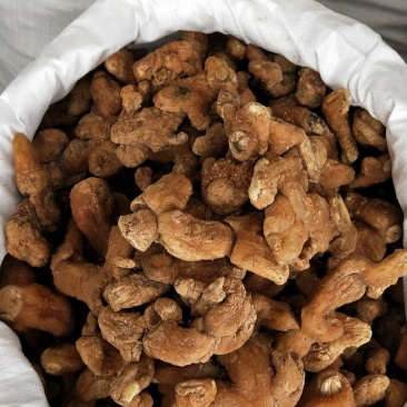 黄精甜大个子可以煲汤，泡茶渴