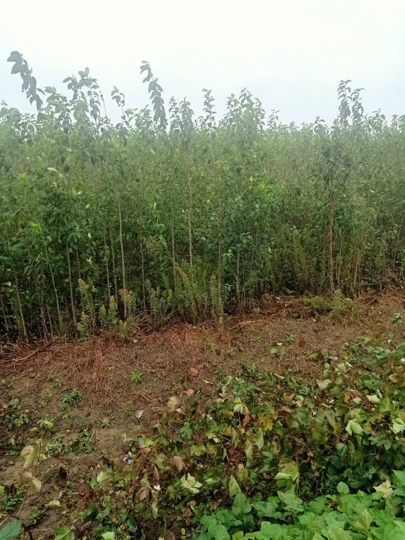 杜仲1—2公分以上品种齐全，基地直发提供技术指导