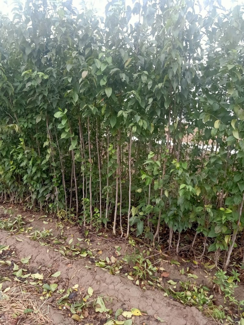 杜仲1—2公分以上品种齐全，基地直发提供技术指导