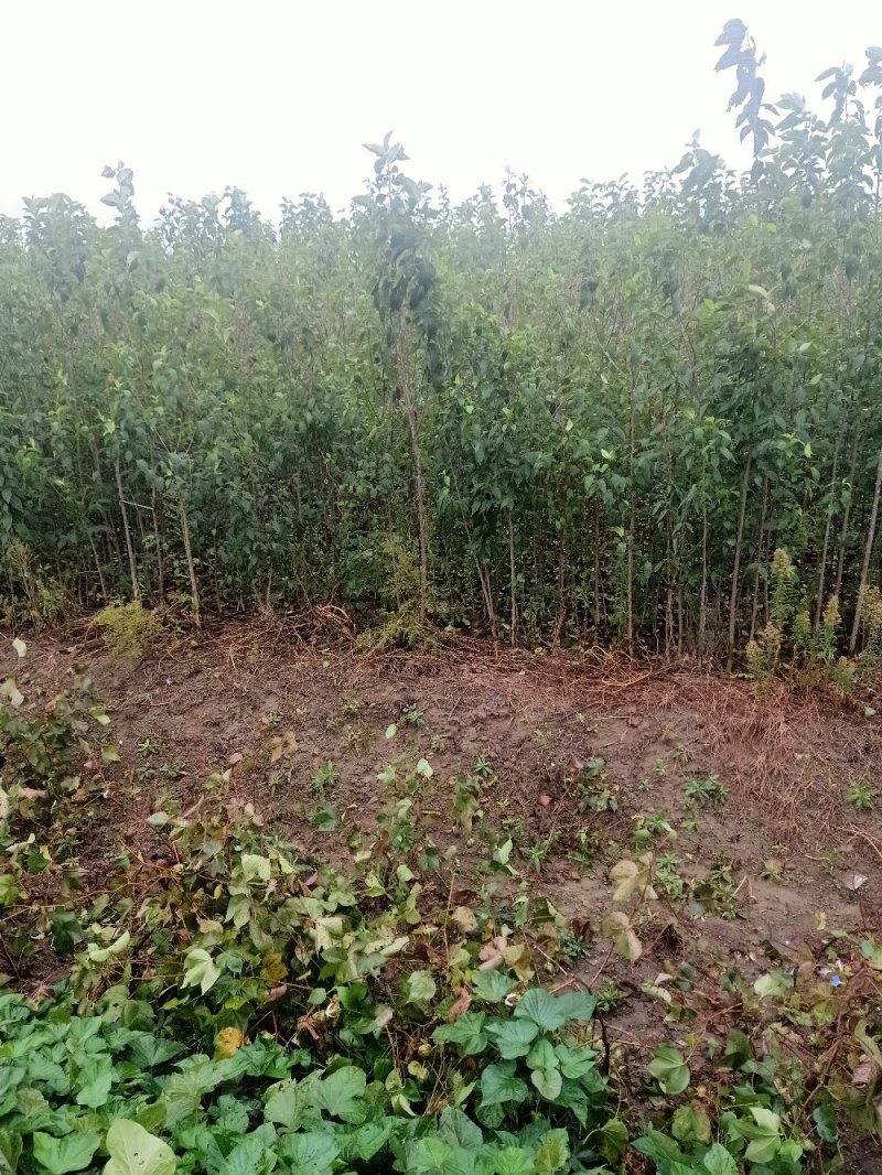 杜仲1—2公分以上品种齐全，基地直发提供技术指导