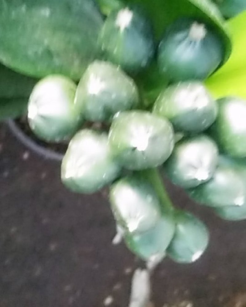 君子兰种苗