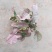 红粉佳人合果芋盆栽花卉室内观叶植物四季常青绿植
