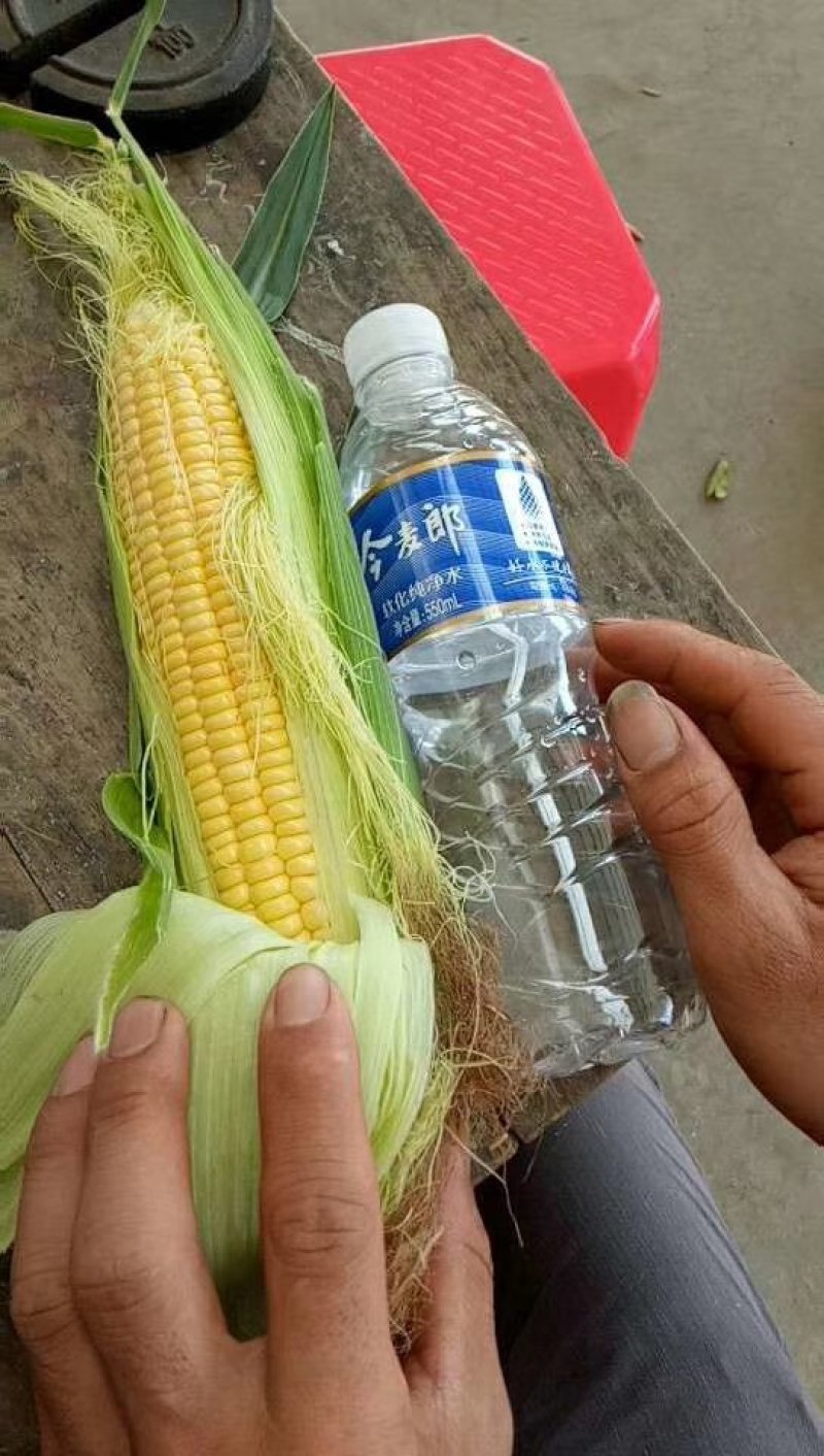 太阳花水果玉米，大量供货，包装上车一条龙服务