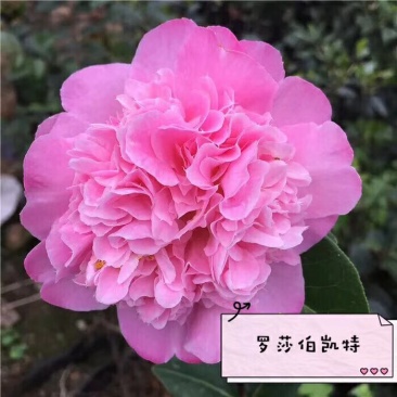 名贵品种茶花：罗莎伯凯特茶花苗高约40公分产地发货