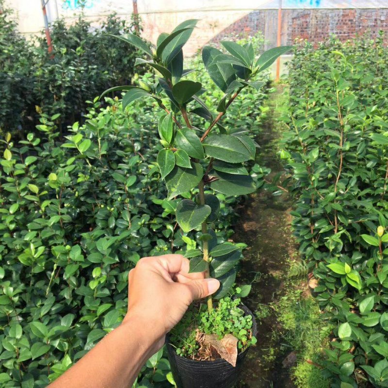 名贵品种茶花：罗莎伯凯特茶花苗高约40公分产地发货