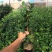 名贵品种茶花：罗莎伯凯特茶花苗高约40公分产地发货