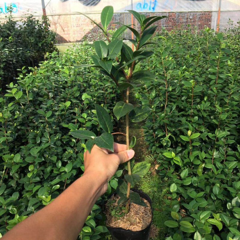 名贵品种茶花：罗莎伯凯特茶花苗高约40公分产地发货