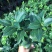 名贵品种茶花：罗莎伯凯特茶花苗高约40公分产地发货