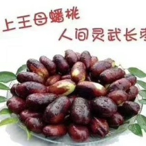 灵武长红枣