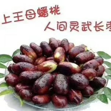 灵武长红枣