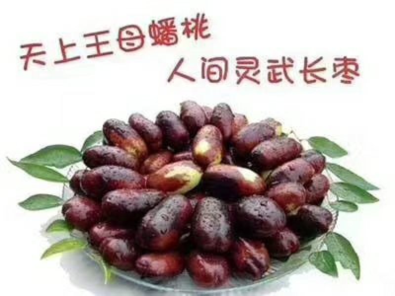 灵武长红枣