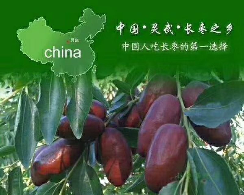 灵武长红枣