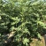 无花果苗无花果树苗当年种植当年见效亩种植220颗