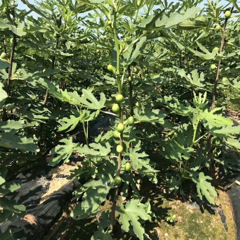 无花果苗无花果树苗当年种植当年见效亩种植220颗