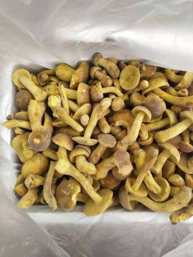 白葱牛肝菌冻货水白葱菌产地大量批发！