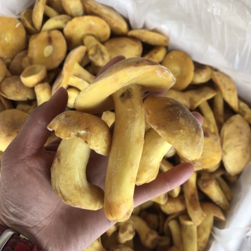 白葱牛肝菌冻货水白葱菌产地大量批发！