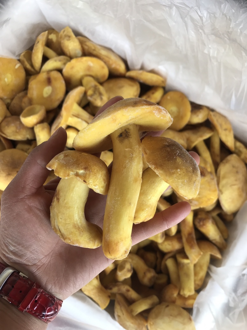 白葱牛肝菌冻货水白葱菌产地大量批发！