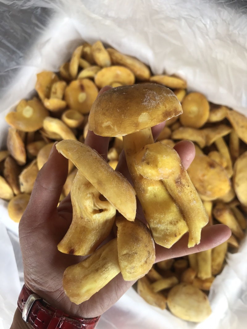 白葱牛肝菌冻货水白葱菌产地大量批发！