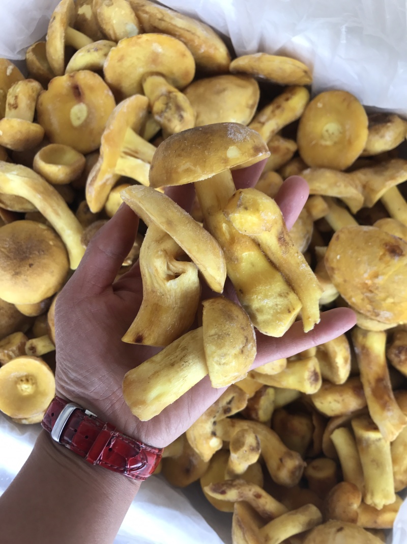 白葱牛肝菌冻货水白葱菌产地大量批发！