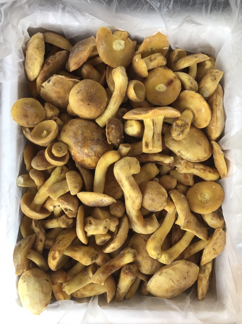白葱牛肝菌冻货水白葱菌产地大量批发！