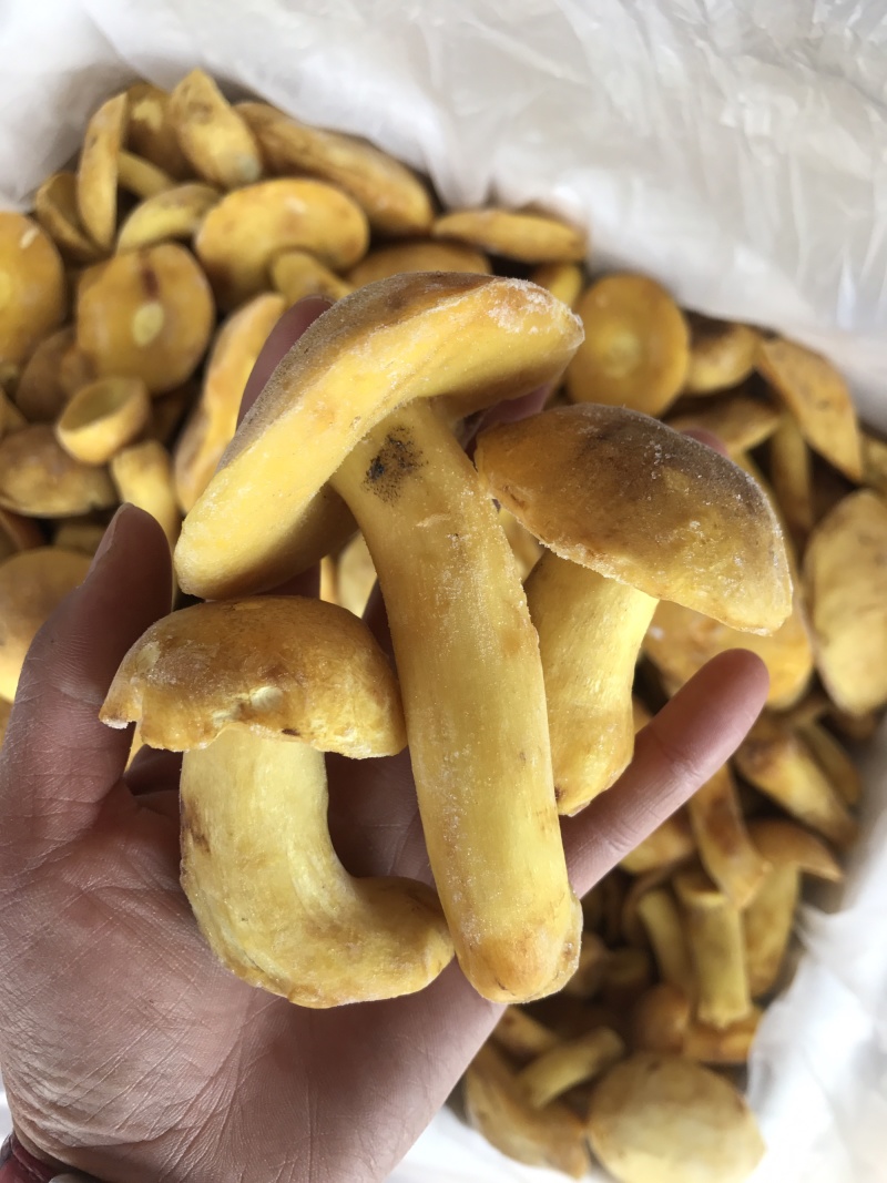 白葱牛肝菌冻货水白葱菌产地大量批发！