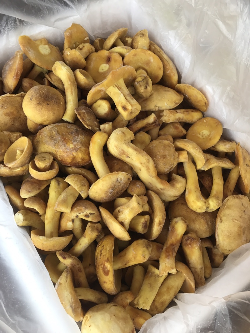 白葱牛肝菌冻货水白葱菌产地大量批发！