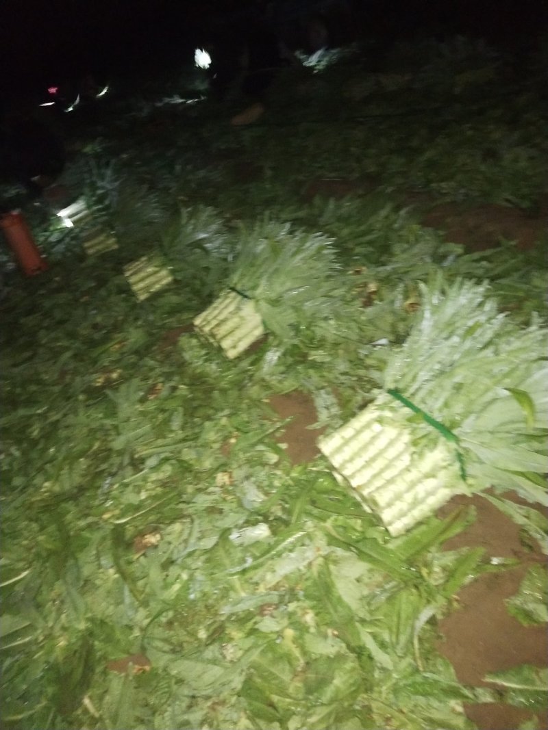 河北省廊坊市香河精品青皮莴笋，产地直销，诚信第一