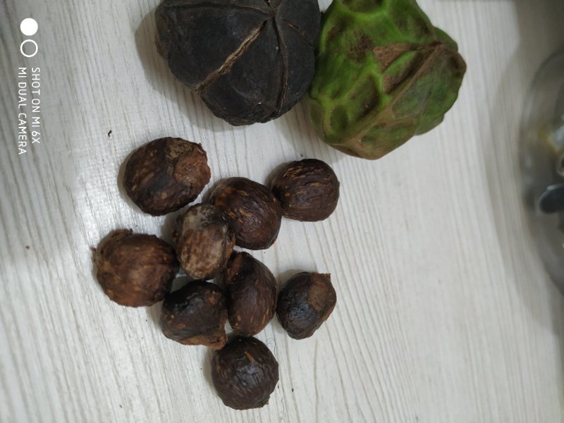 木油桐籽，纯野生。价格商量着来