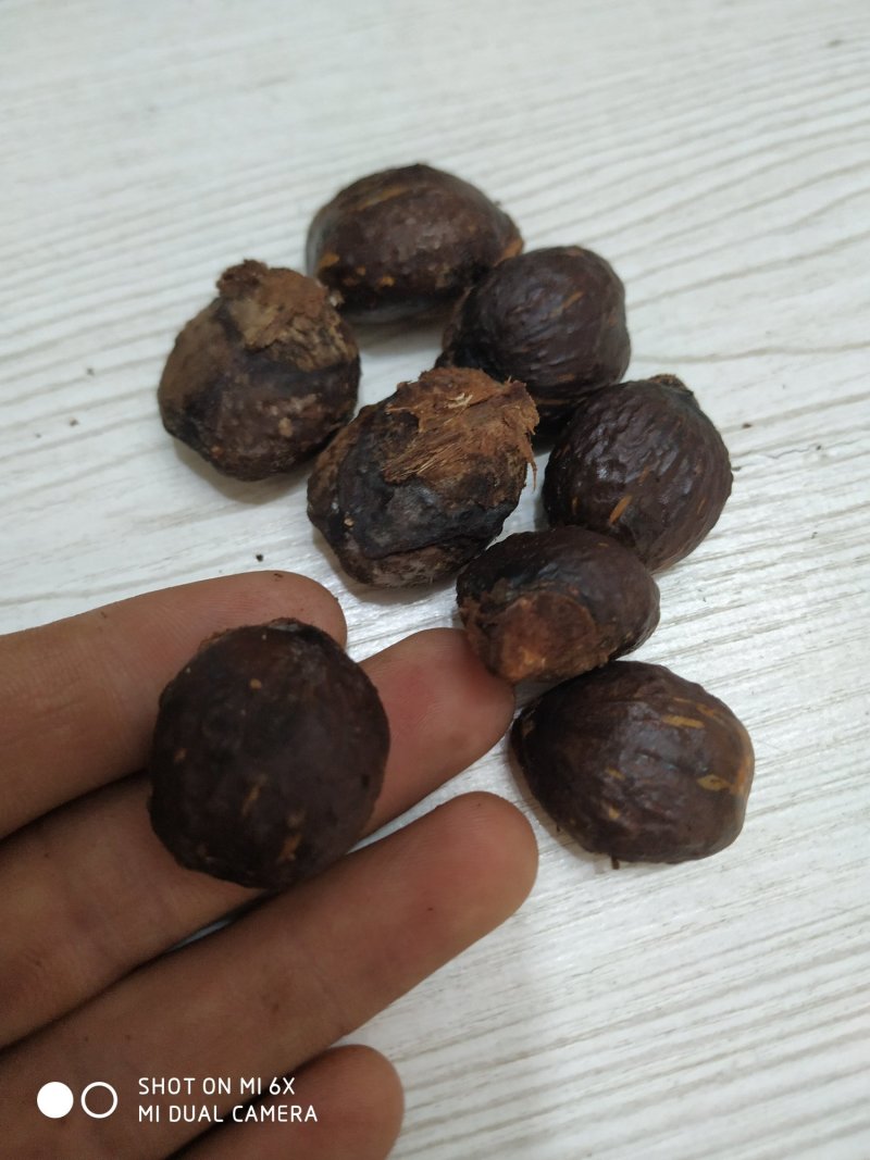 木油桐籽，纯野生。价格商量着来