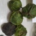 木油桐籽，纯野生。价格商量着来