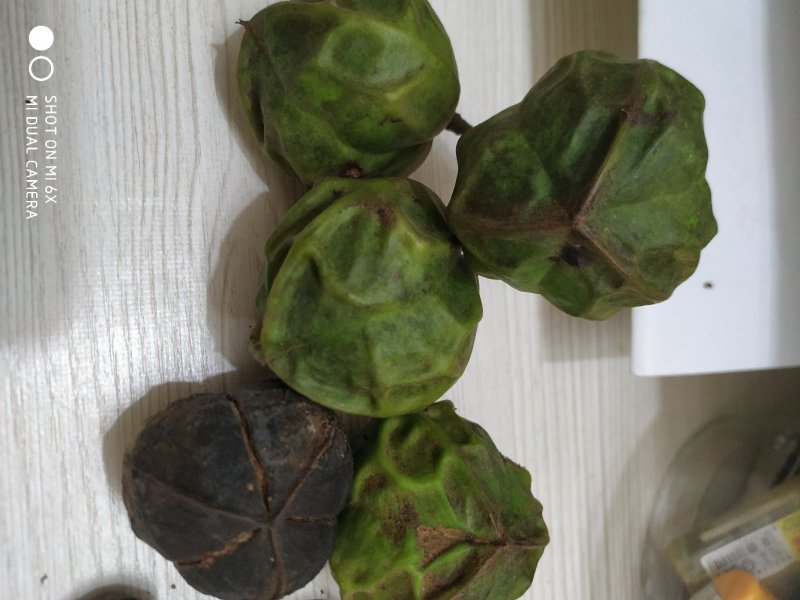 木油桐籽，纯野生。价格商量着来