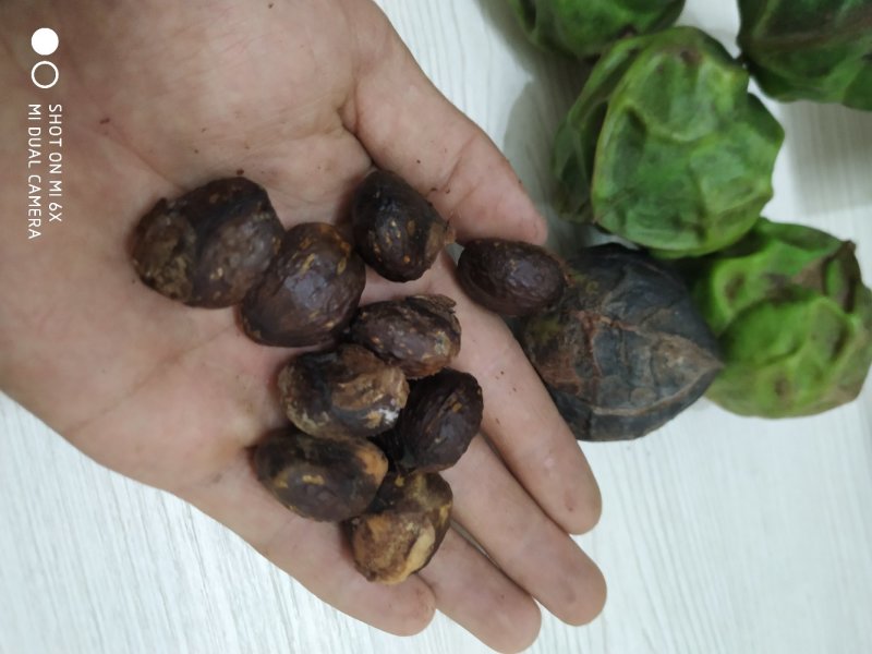 木油桐籽，纯野生。价格商量着来