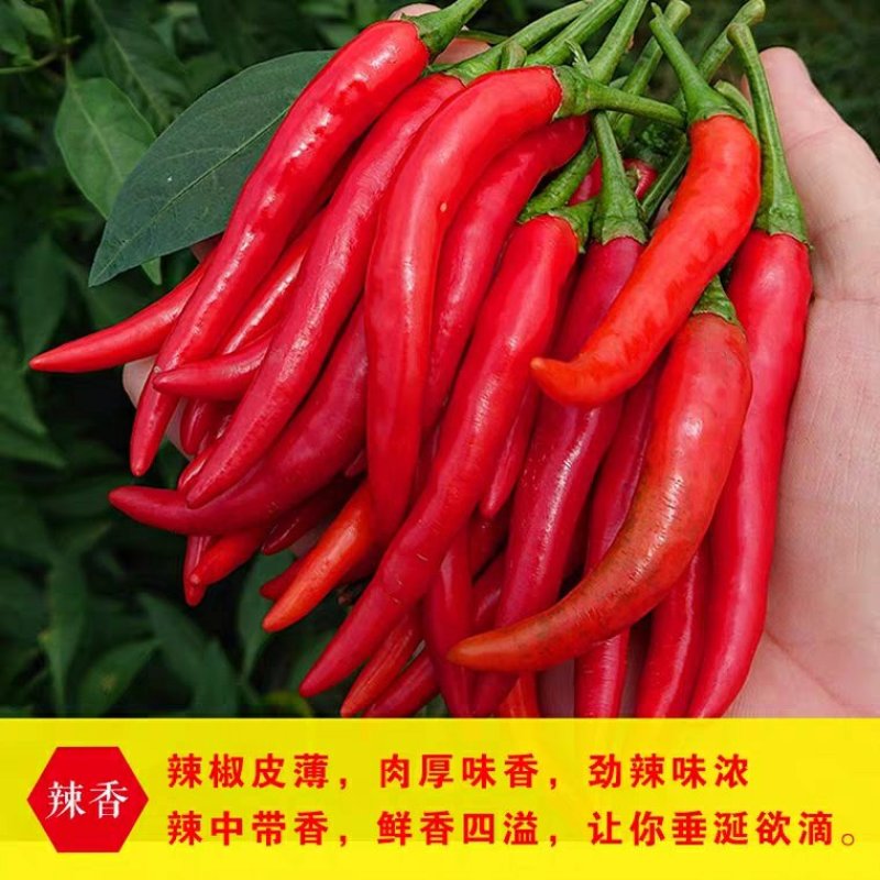 精品小米椒，朝天椒，辣椒开始上市长期代办欢迎新老顾客咨询