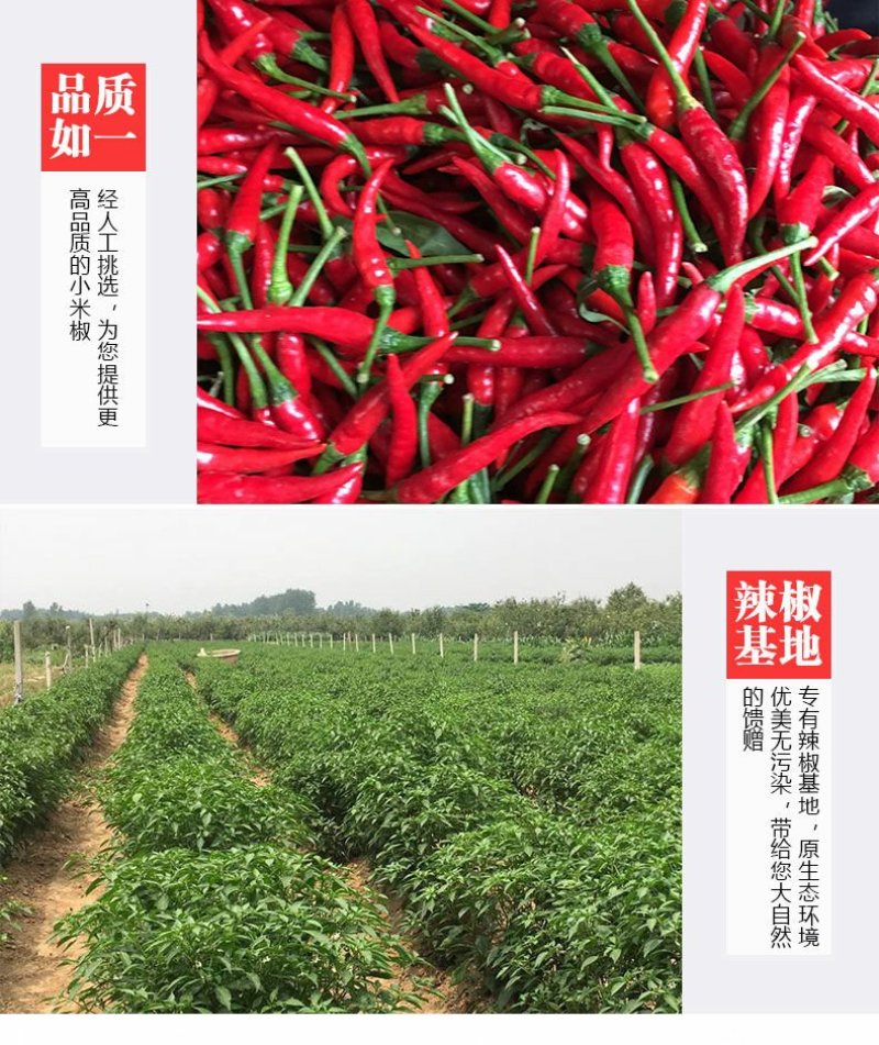精品小米椒，朝天椒，辣椒开始上市长期代办欢迎新老顾客咨询