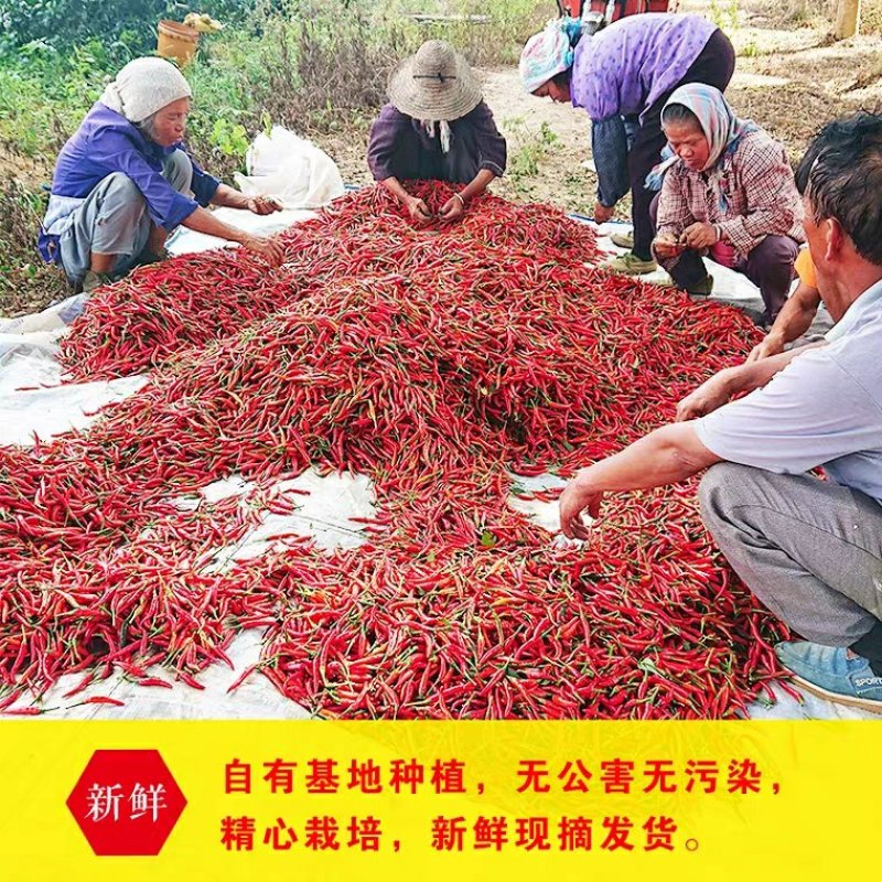 精品小米椒，朝天椒，辣椒开始上市长期代办欢迎新老顾客咨询