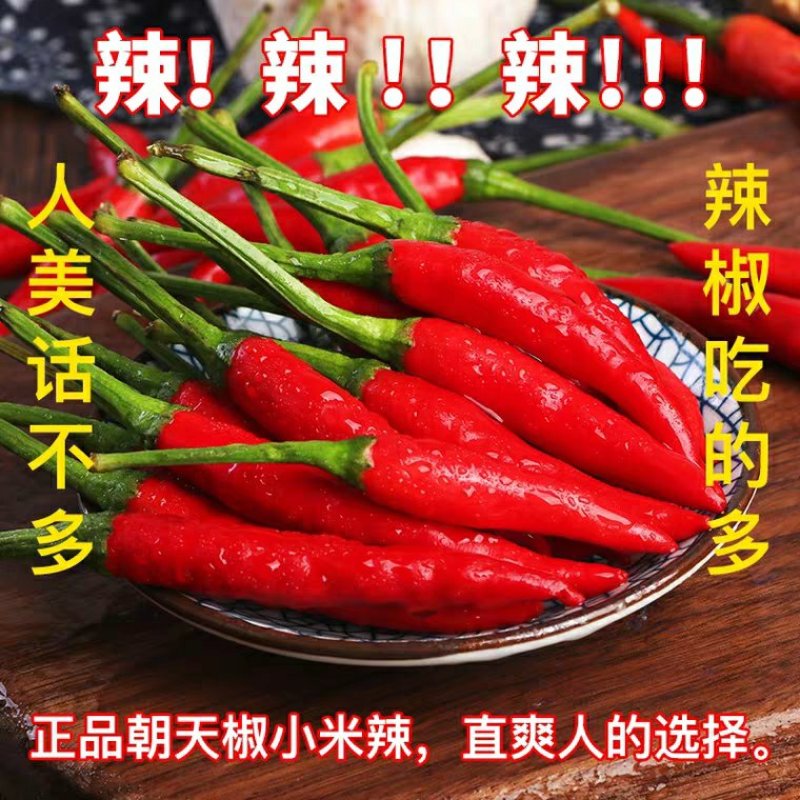 精品小米椒，朝天椒，辣椒开始上市长期代办欢迎新老顾客咨询