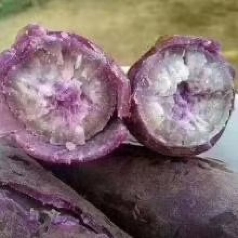 红薯一点红