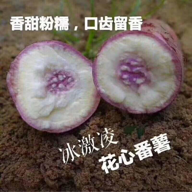 红薯一点红