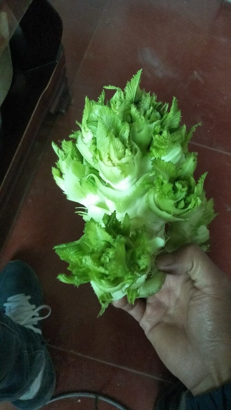 儿菜