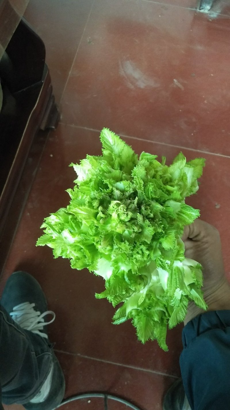 儿菜