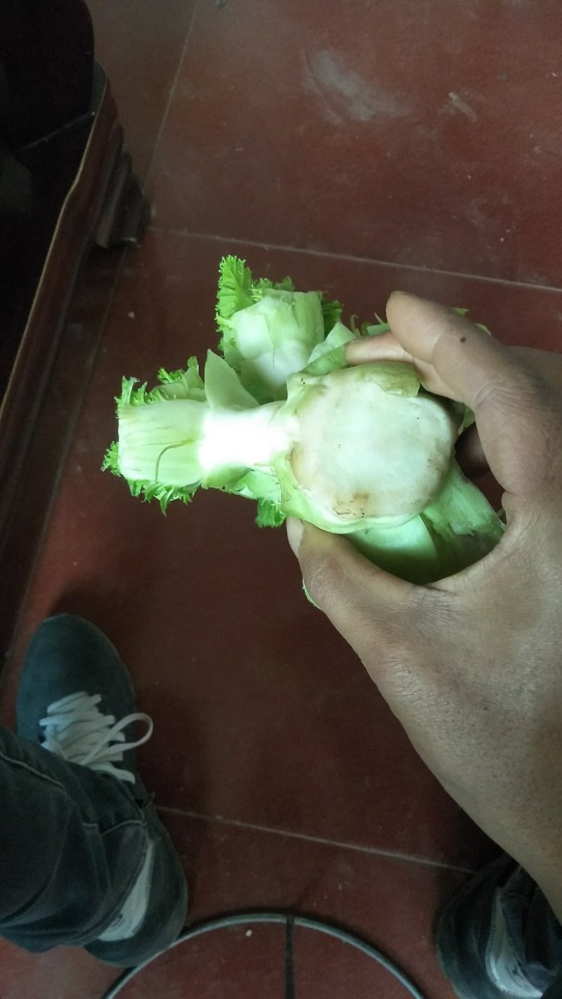 儿菜