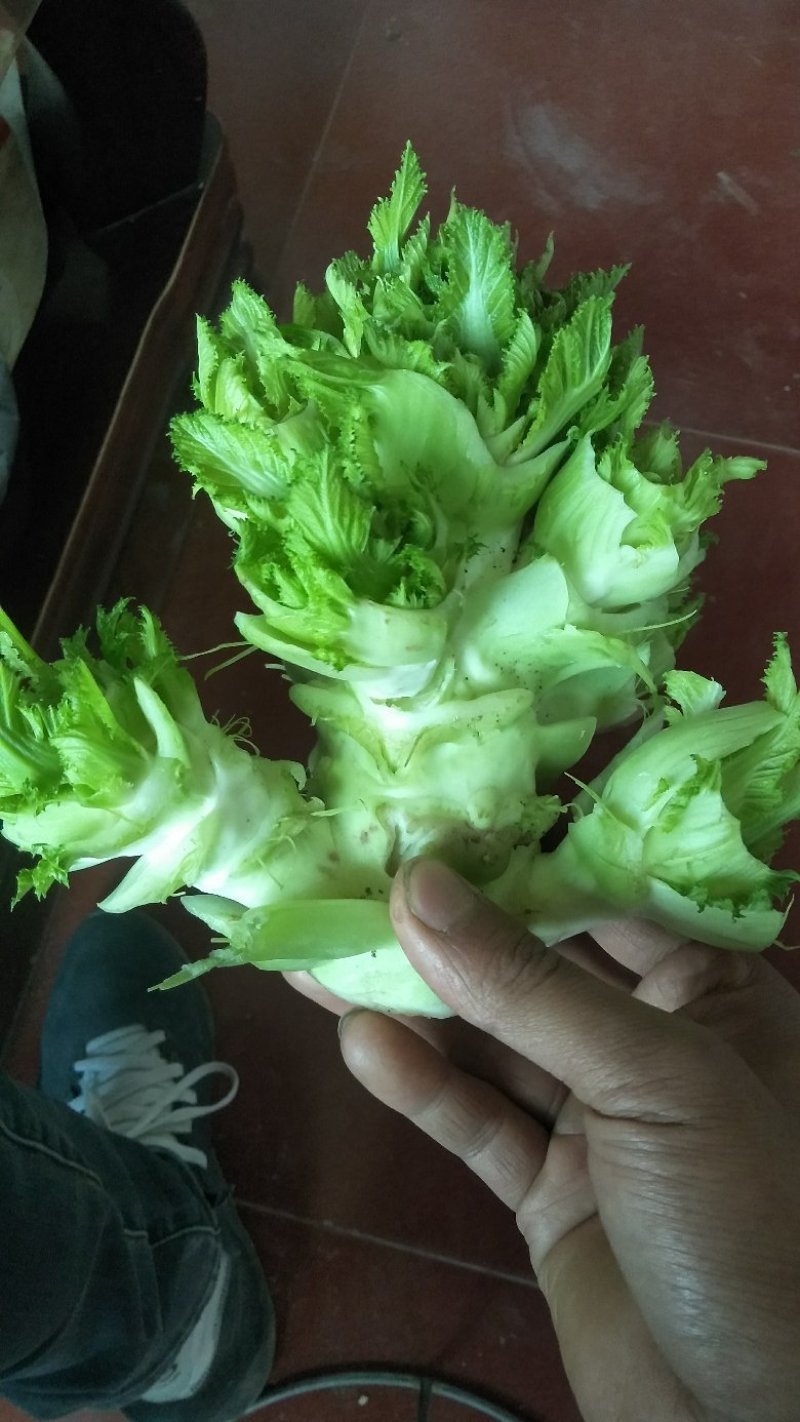 儿菜