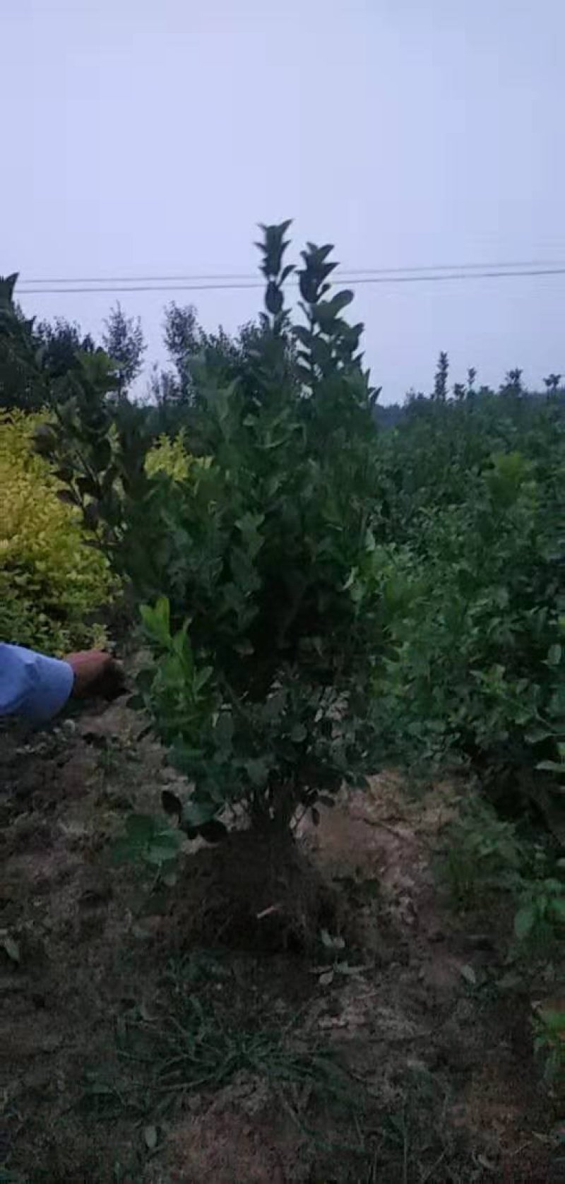 卫矛小苗