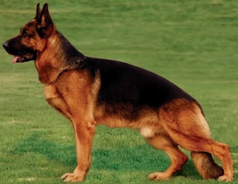 纯种德国牧羊犬幼犬活体动物大型犬黑背警犬小狼狗马犬宠物活