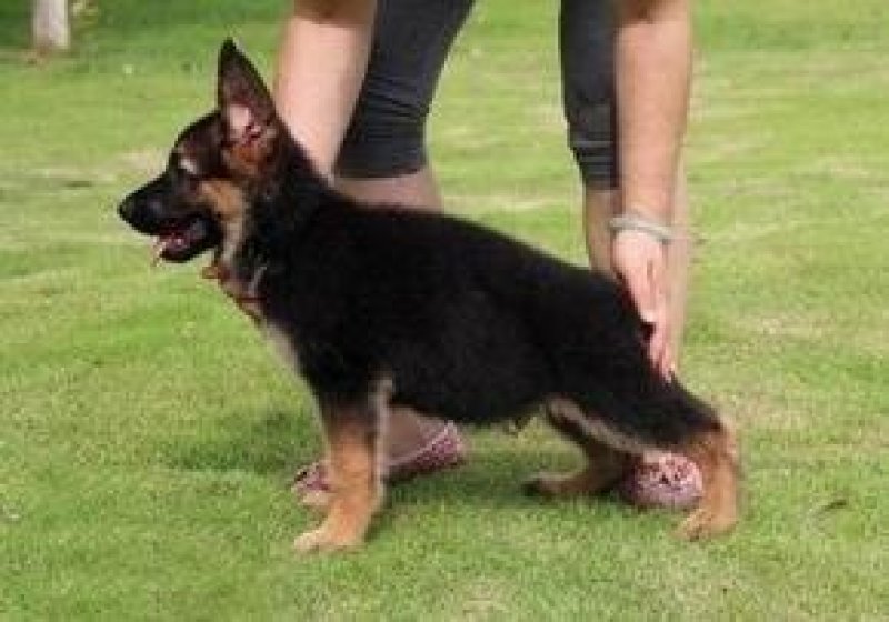 纯种德国牧羊犬幼犬活体动物大型犬黑背警犬小狼狗马犬宠物活