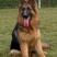 纯种德国牧羊犬幼犬活体动物大型犬黑背警犬小狼狗马犬宠物活