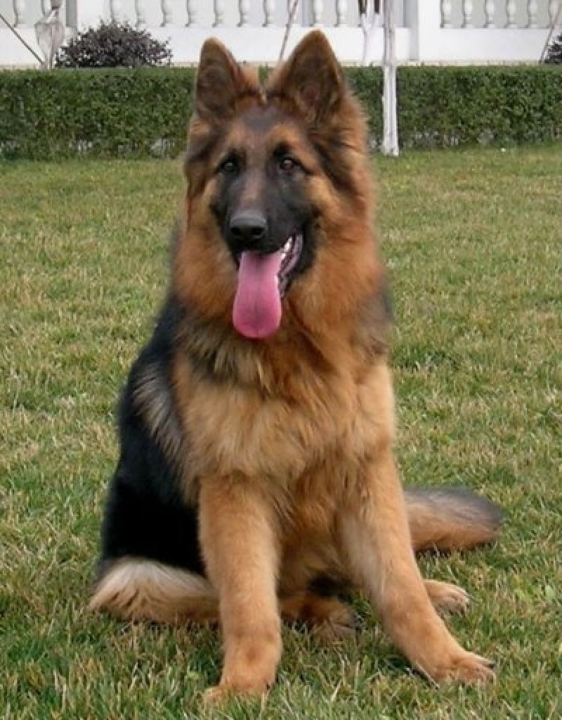纯种德国牧羊犬幼犬活体动物大型犬黑背警犬小狼狗马犬宠物活