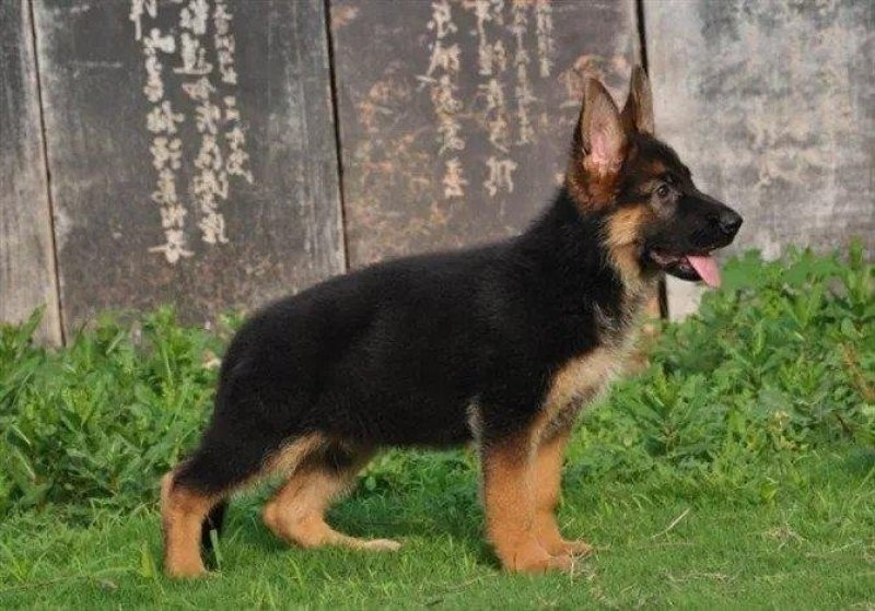 纯种德国牧羊犬幼犬活体动物大型犬黑背警犬小狼狗马犬宠物活